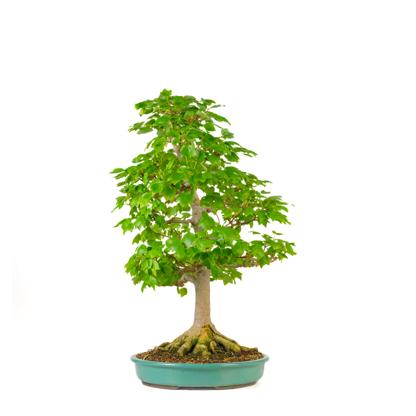 Acer buergerianum 'Miyasama' (Japanse Esdoorn) No. 16, hoogte ~68cm