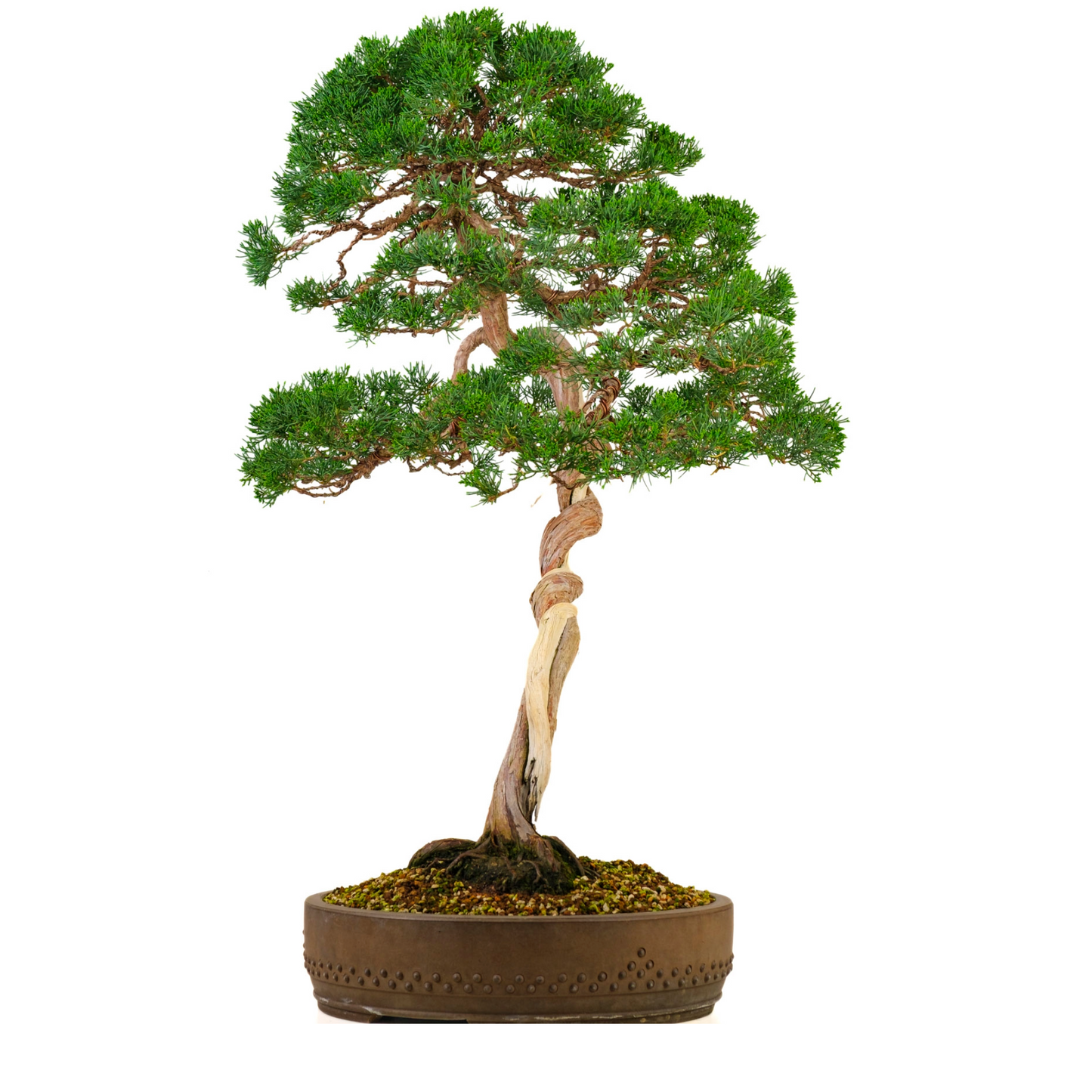Juniperus chinensis (Chinese Jeneverbes) No. 57, hoogte ~88cm