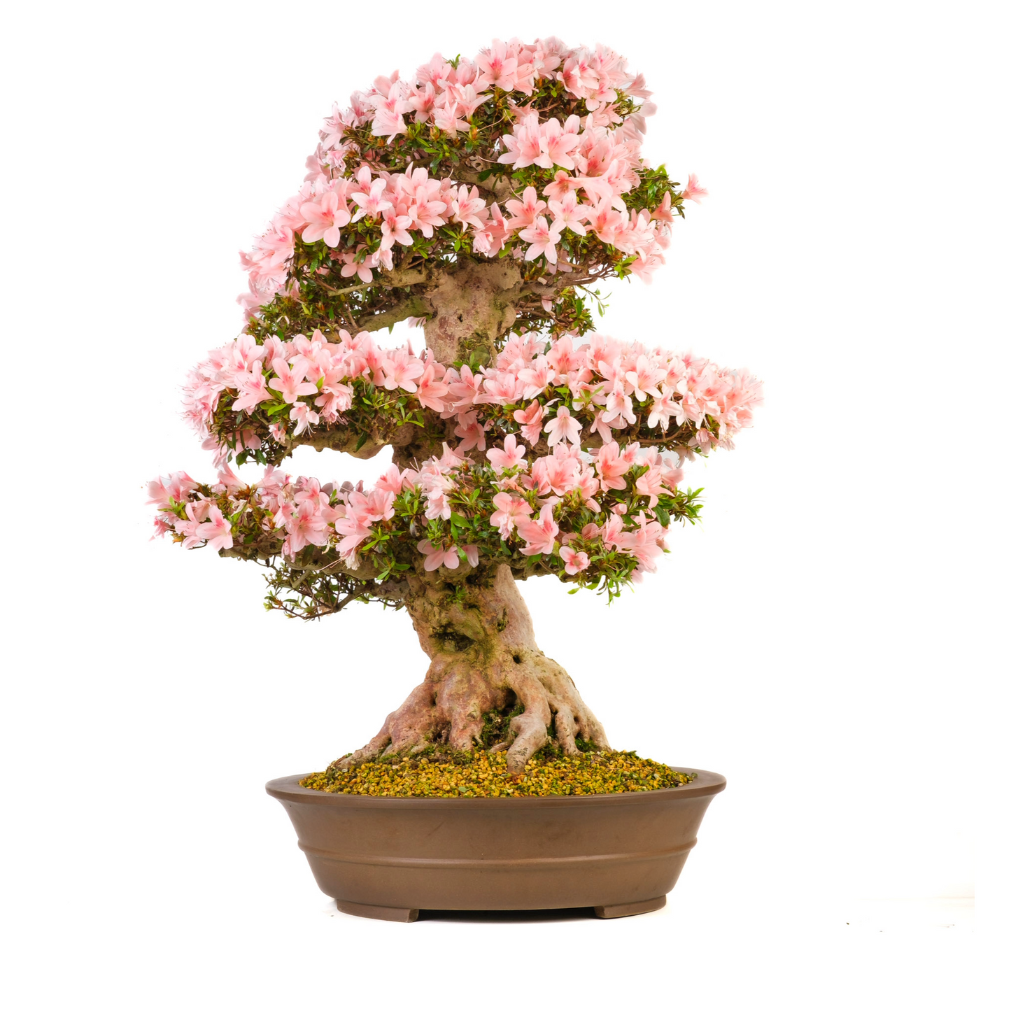 Rhododendron indicum (Azalée) N° 101, hauteur ~85cm