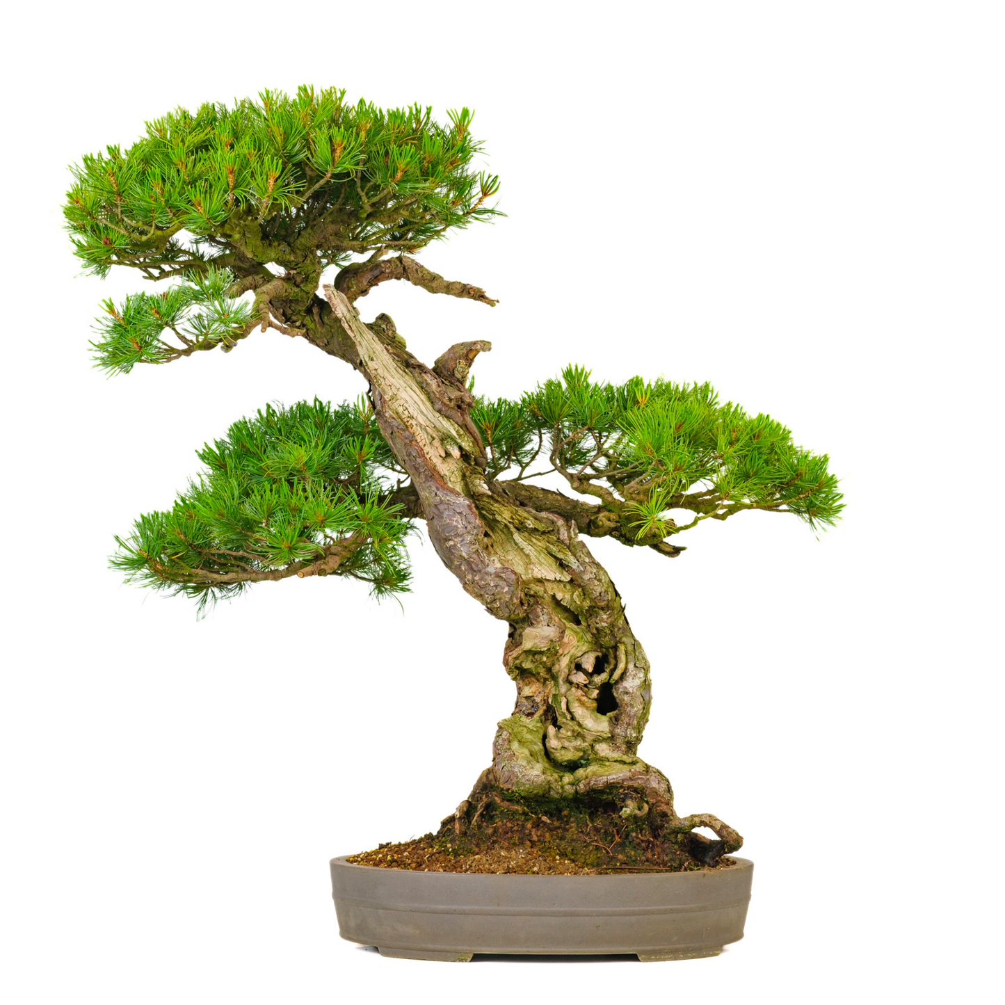 Pinus parviflora (witte den) No. 72, hoogte ~82cm