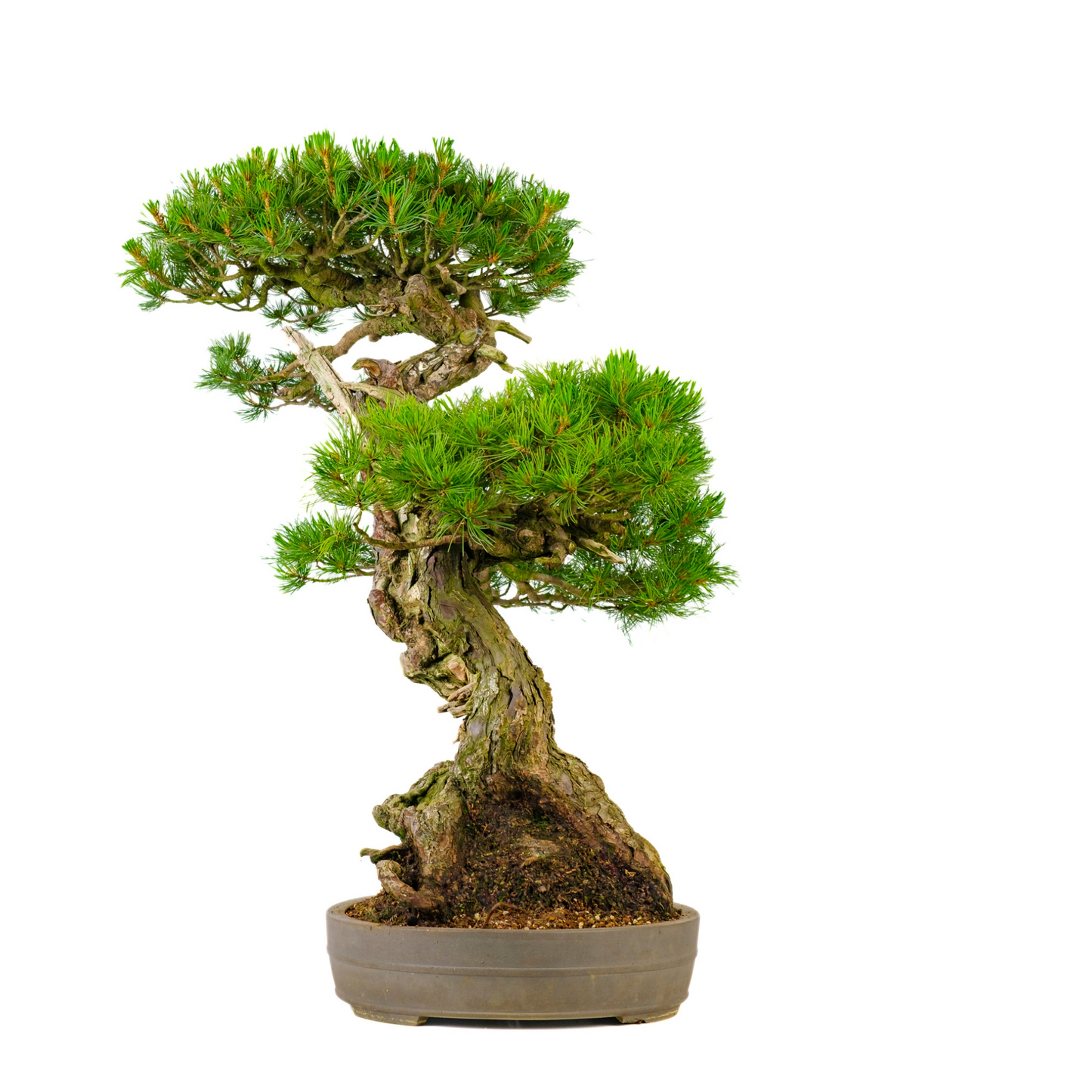 Pinus parviflora (witte den) No. 72, hoogte ~82cm