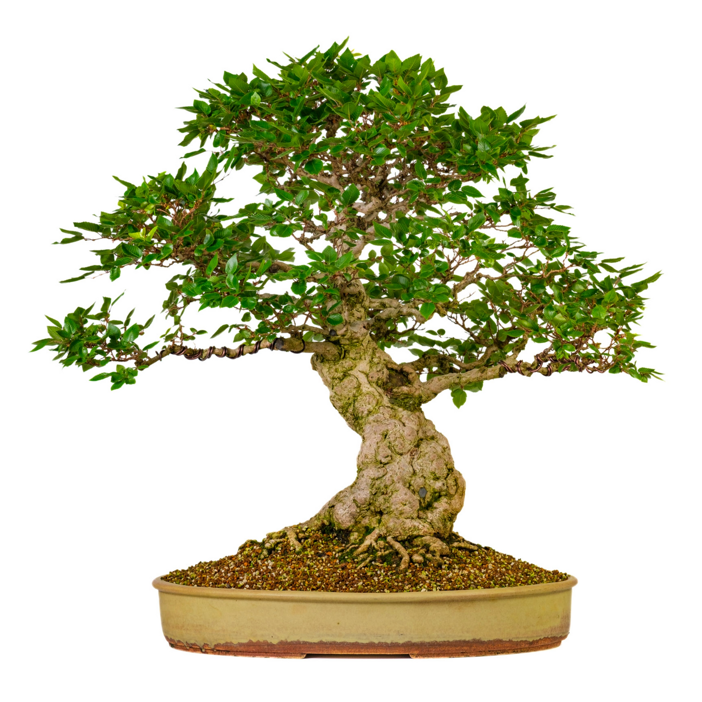 Carpinus coreana (Charme de Corée) n° 38, hauteur ~80cm
