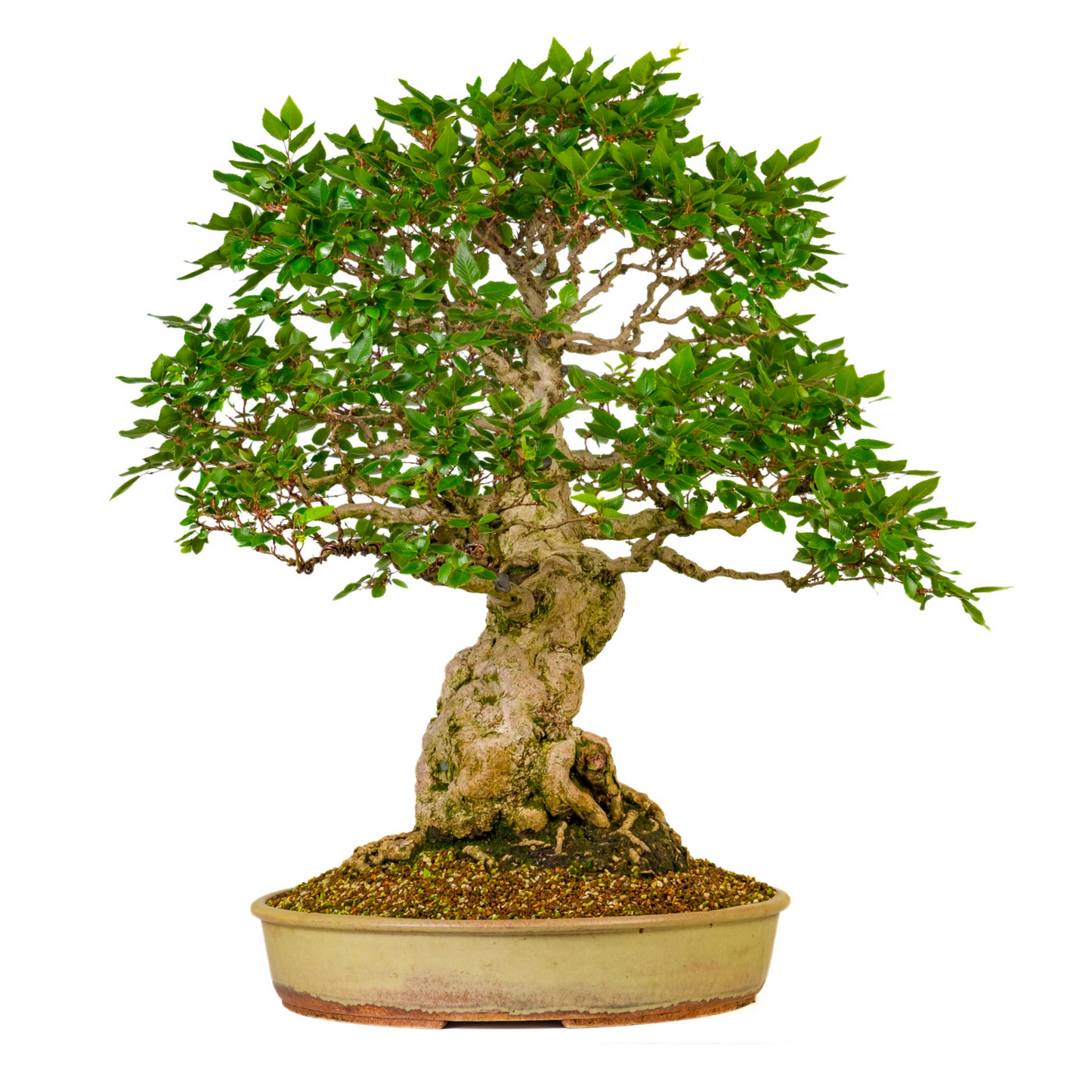 Carpinus coreana (Charme de Corée) n° 38, hauteur ~80cm