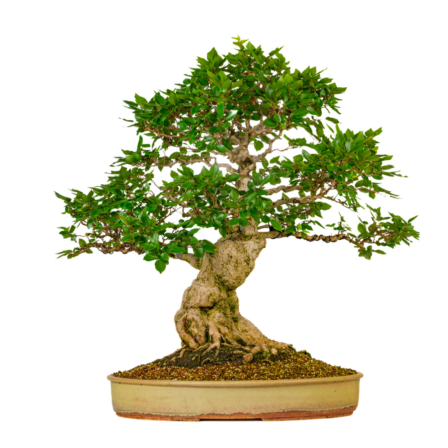Carpinus coreana (Charme de Corée) n° 38, hauteur ~80cm