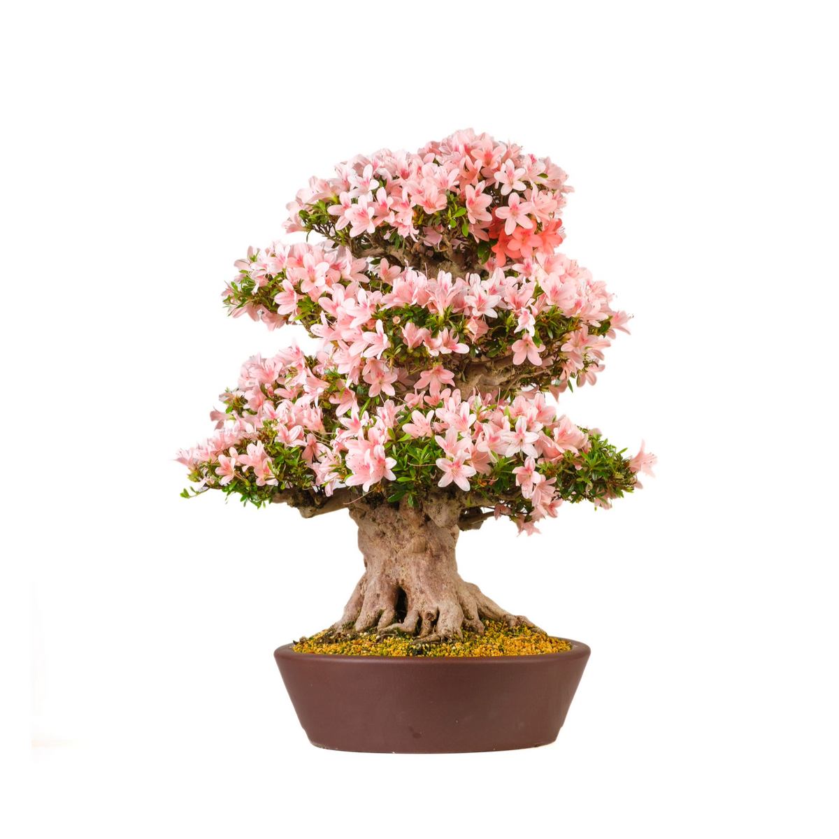Rhododendron indicum 'Nyohozan' (Azalée) No. 94, hauteur ~75cm