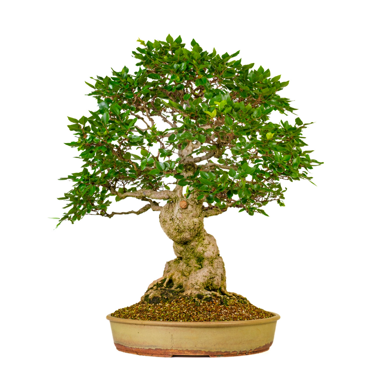 Carpinus coreana (Charme de Corée) n° 38, hauteur ~80cm