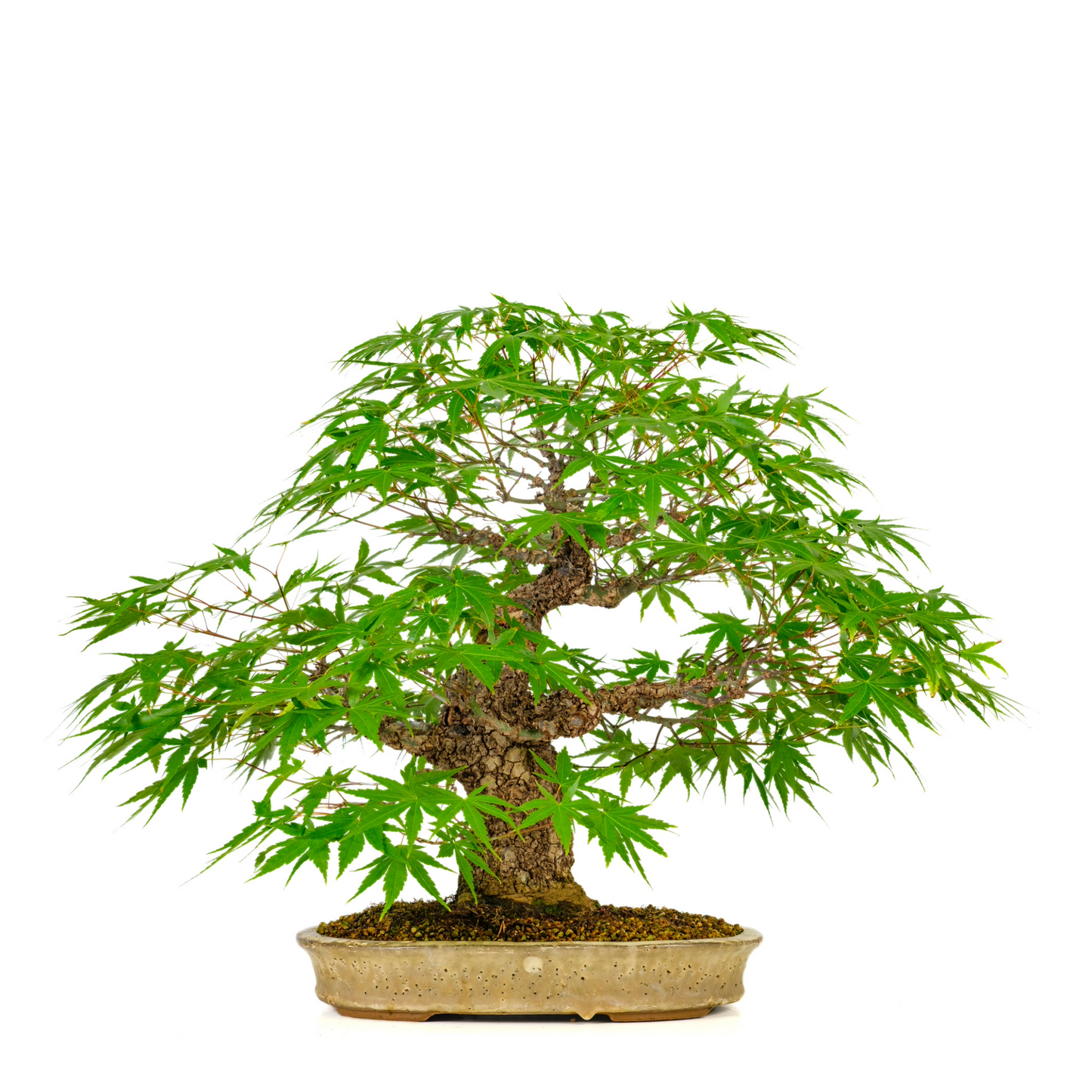 Acer palmatum 'Arakawa' (Japanse Esdoorn) No. 10, hoogte ~55cm