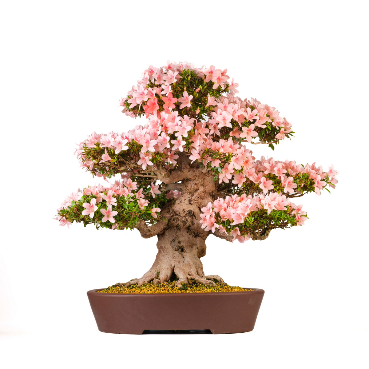 Rhododendron indicum 'Nyohozan' (Azalée) No. 94, hauteur ~75cm