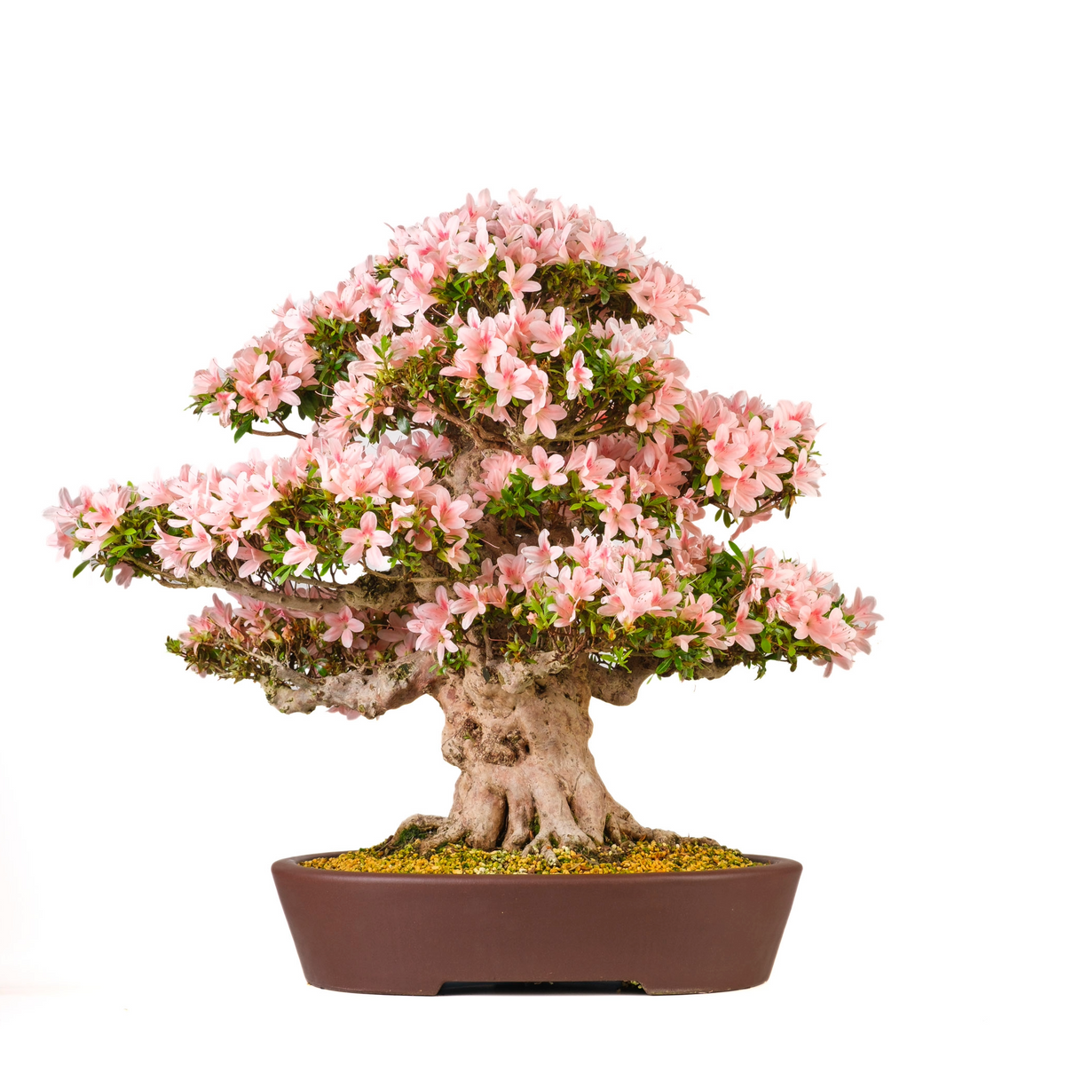 Rhododendron indicum 'Nyohozan' (Azalée) No. 94, hauteur ~75cm