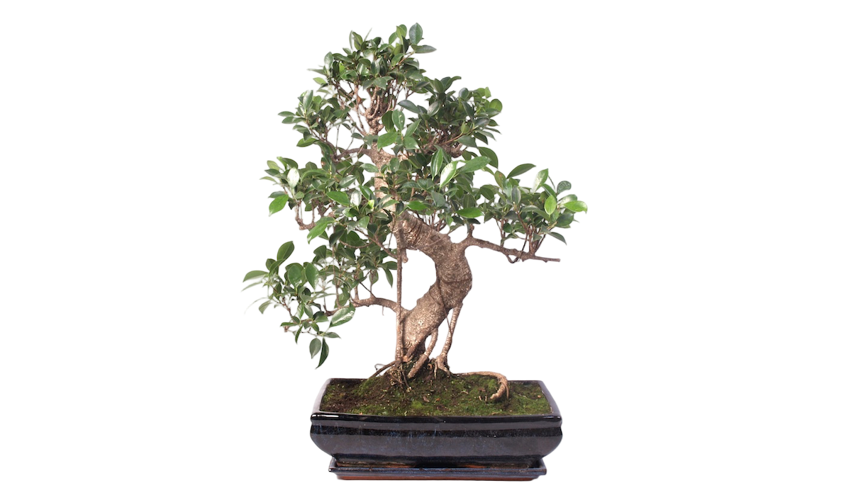 Binnen Bonsai boom - Ficus retusa