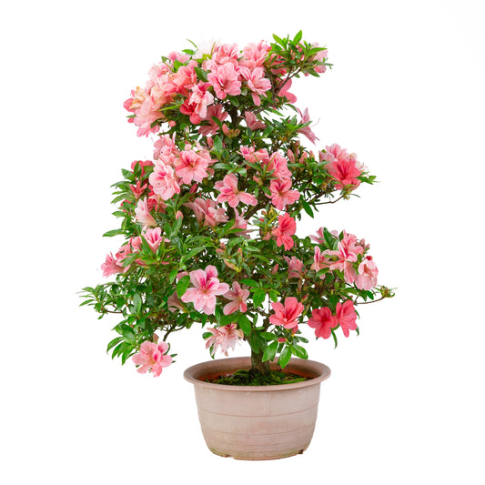 Rhododendron indicum 'Misato' (azalée satsuki), hauteur ~54cm