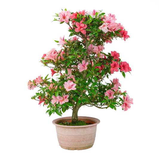 Rhododendron indicum 'Misato' (azalée satsuki), hauteur ~54cm