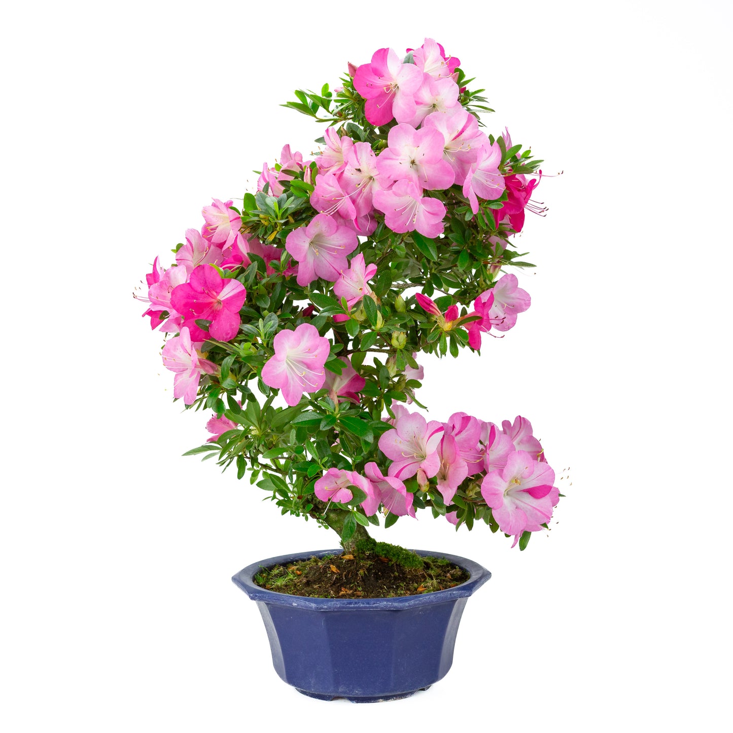 Rhododendron indicum (azalée satsuki), hauteur ~56cm