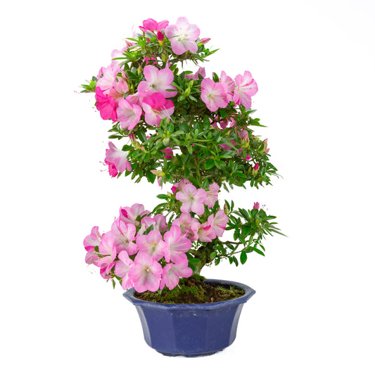 Rhododendron indicum (azalée satsuki), hauteur ~56cm