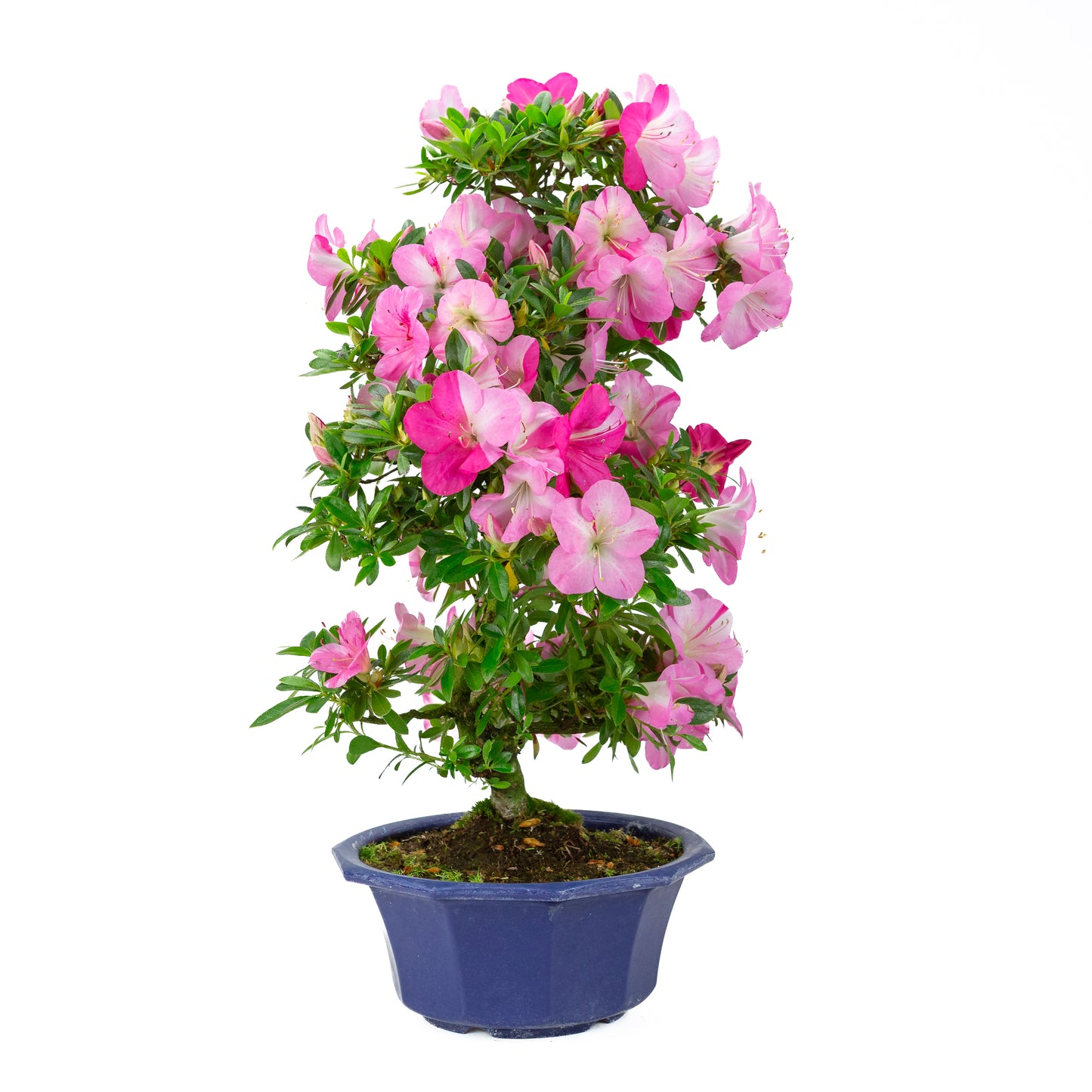 Rhododendron indicum (azalée satsuki), hauteur ~56cm