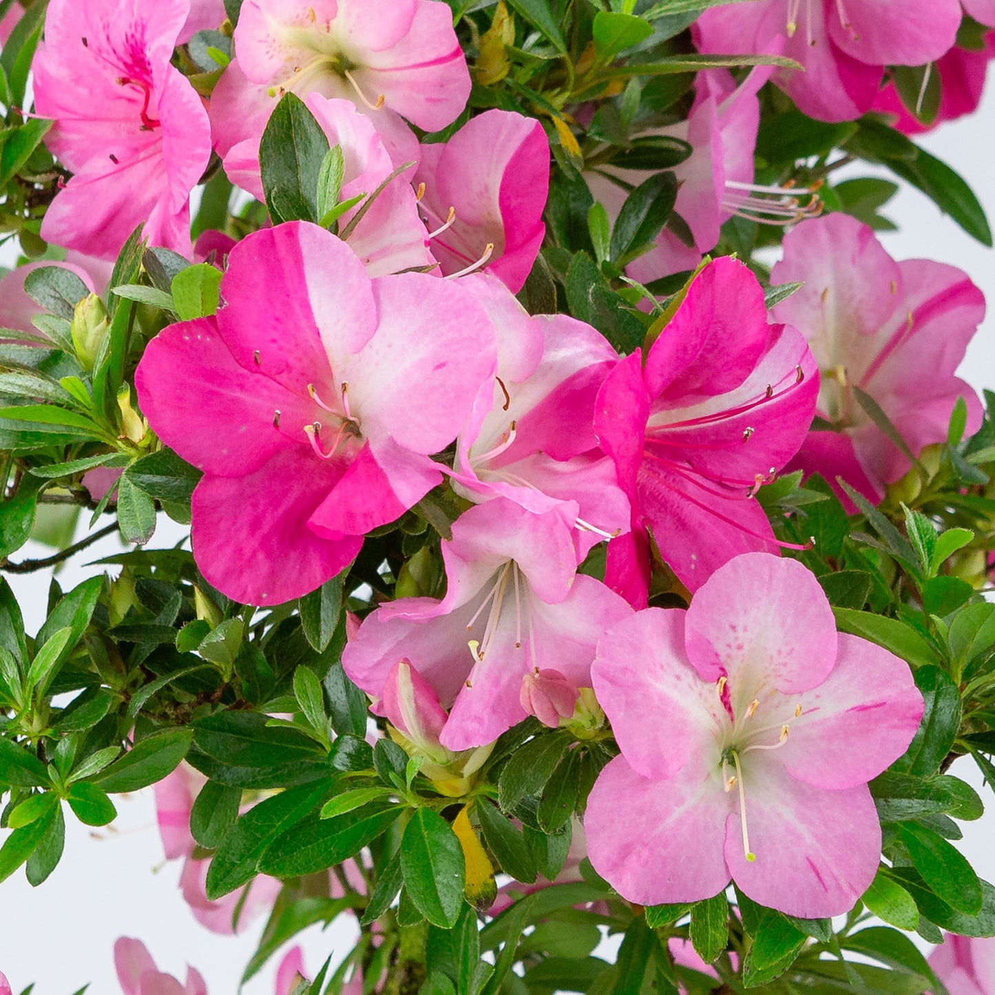 Rhododendron indicum (azalée satsuki), hauteur ~56cm