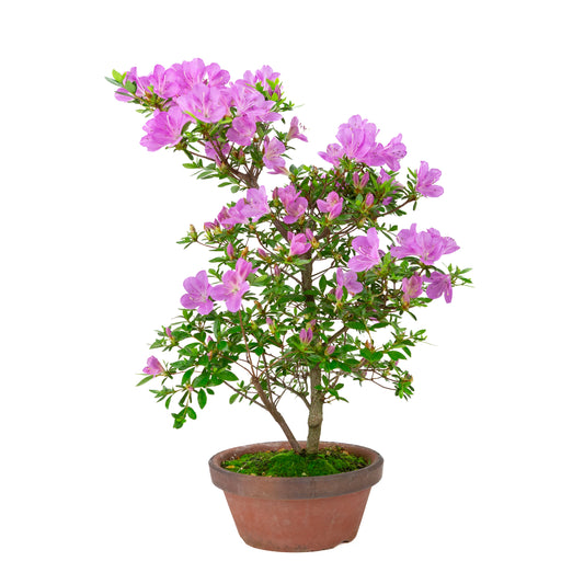 Rhododendron indicum 'Suzukaze' (azalée de Satsuki), hauteur ~50cm