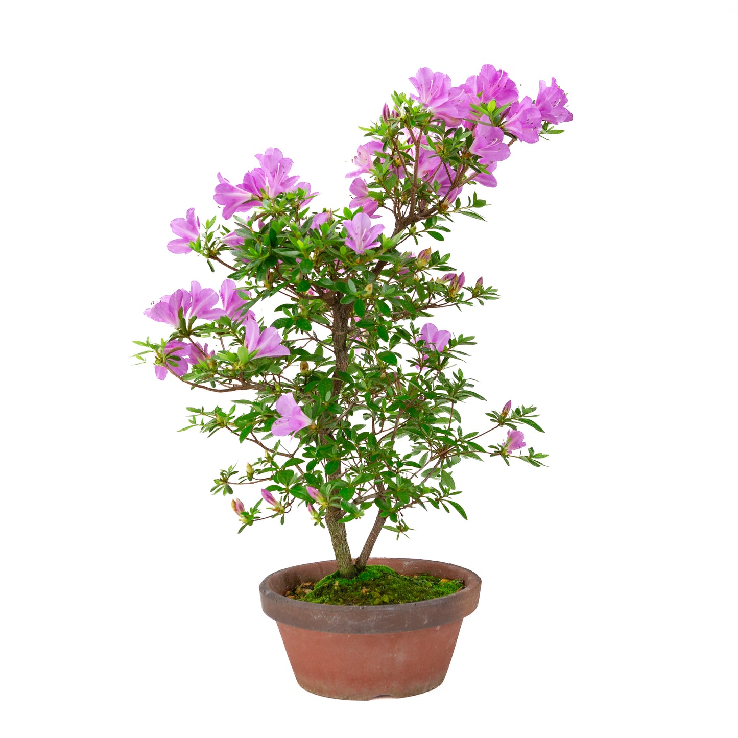 Rhododendron indicum 'Suzukaze' (azalée de Satsuki), hauteur ~50cm