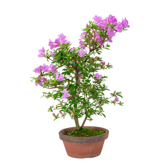 Rhododendron indicum 'Suzukaze' (azalée de Satsuki), hauteur ~50cm