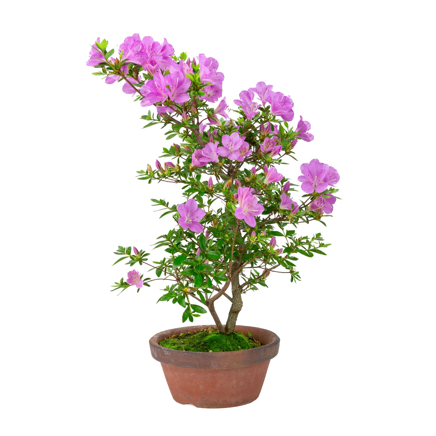 Rhododendron indicum 'Suzukaze' (azalée de Satsuki), hauteur ~50cm