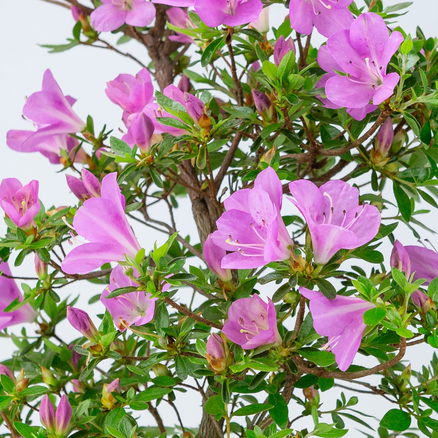 Rhododendron indicum 'Suzukaze' (azalée de Satsuki), hauteur ~50cm