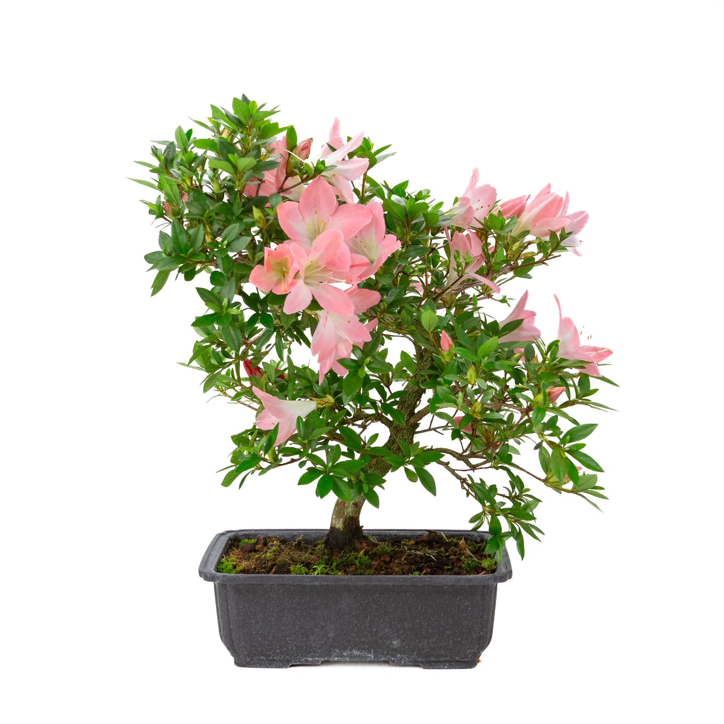Rhododendron indicum 'Akari' (azalée satsuki), hauteur ~46cm