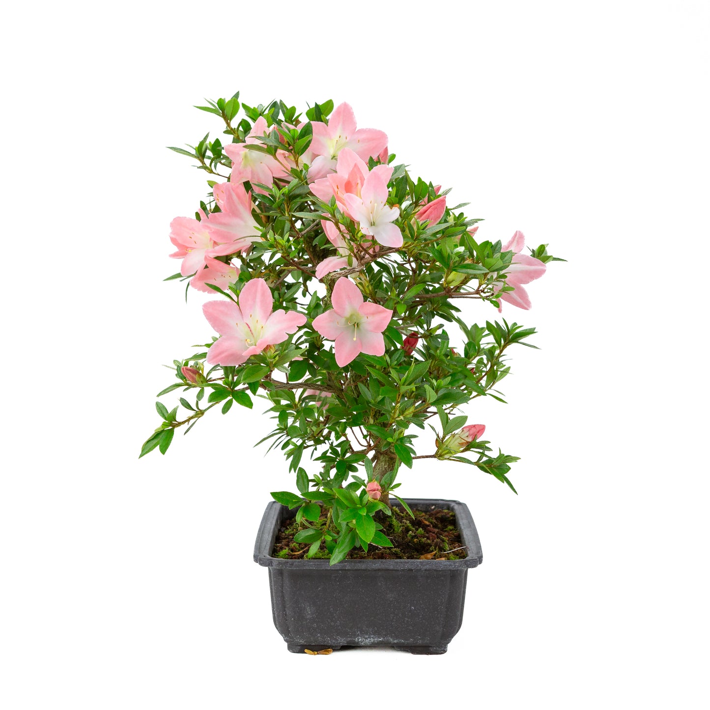 Rhododendron indicum 'Akari' (azalée satsuki), hauteur ~46cm