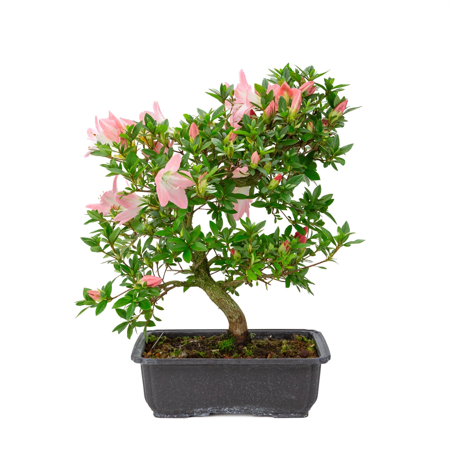 Rhododendron indicum 'Akari' (azalée satsuki), hauteur ~46cm