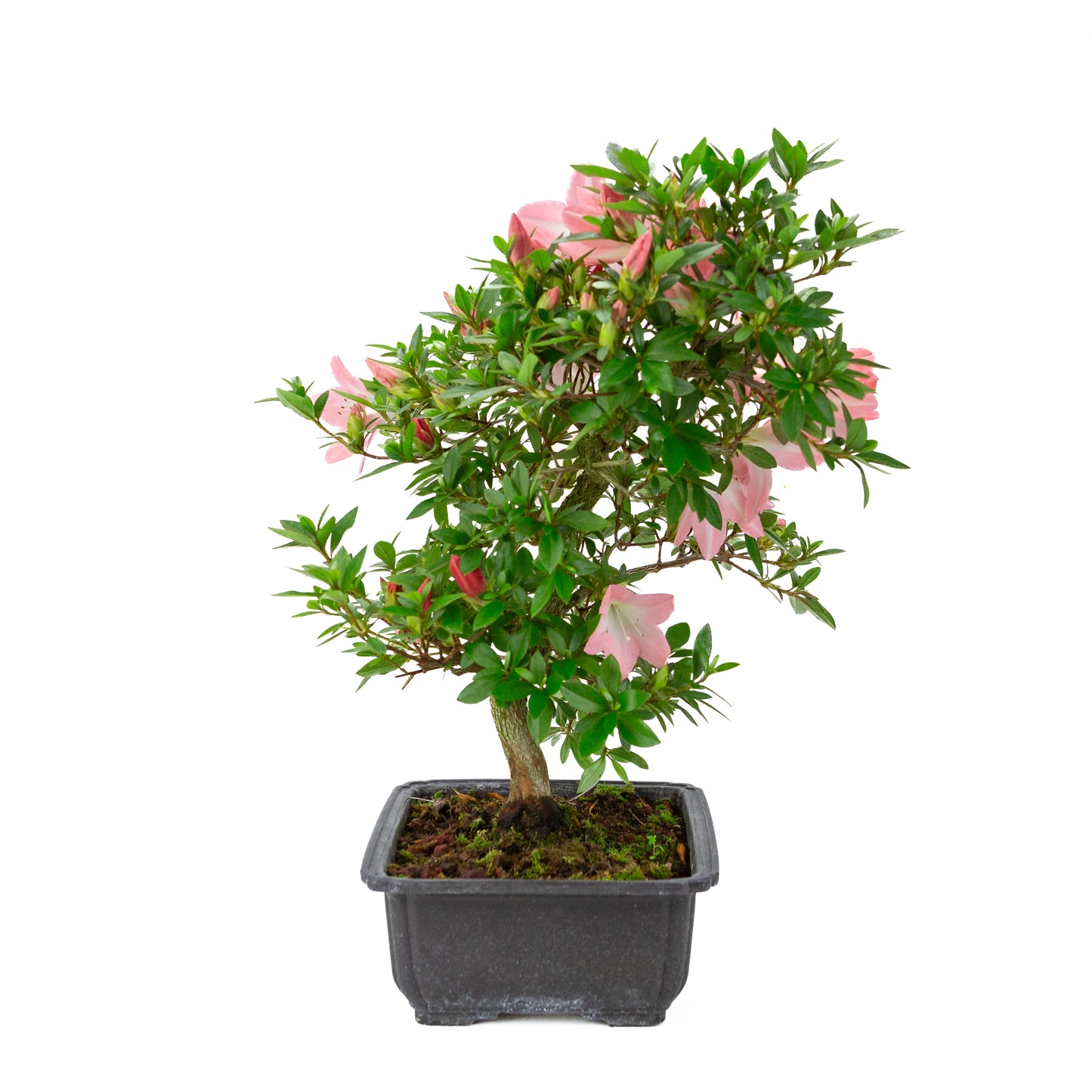 Rhododendron indicum 'Akari' (azalée satsuki), hauteur ~46cm