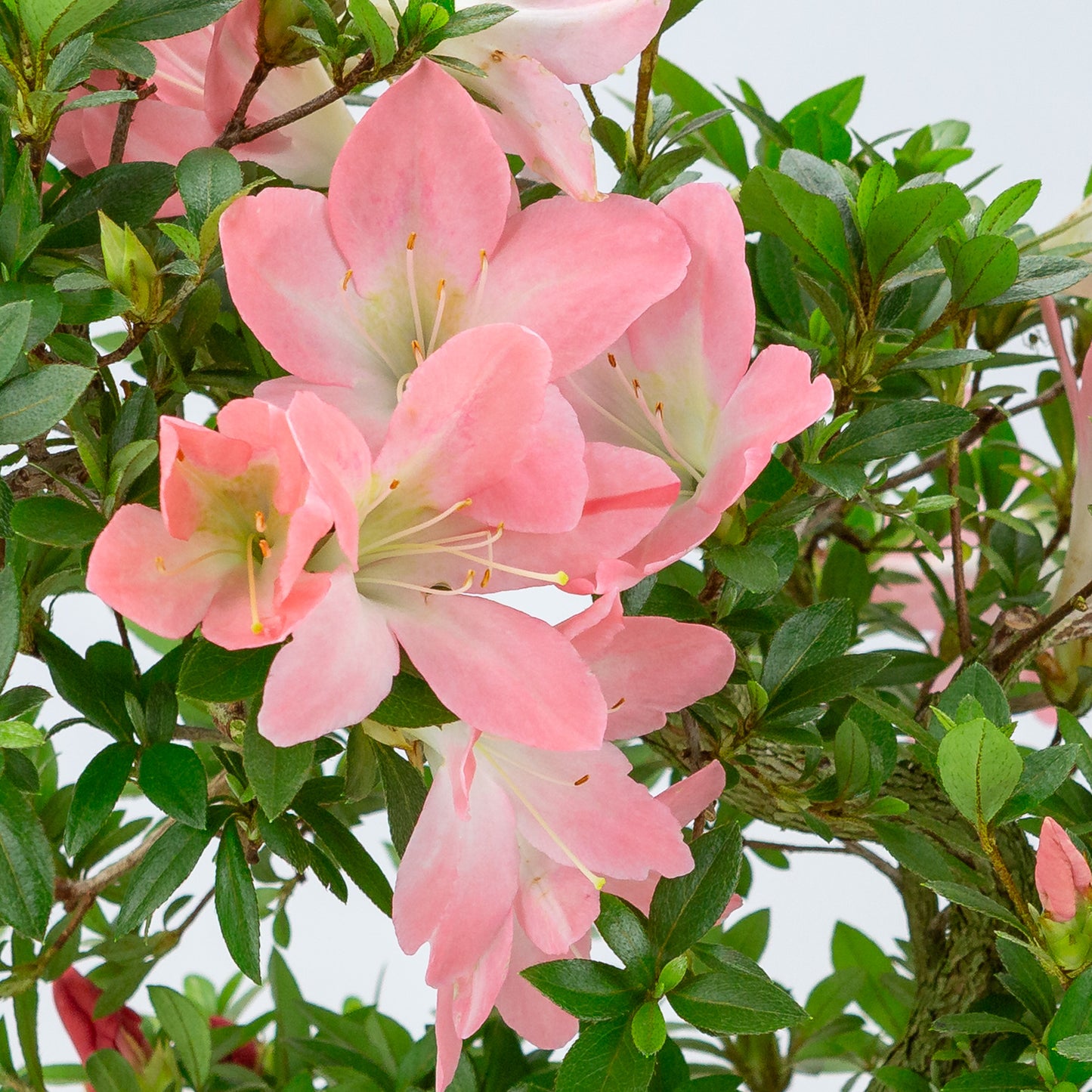 Rhododendron indicum 'Akari' (azalée satsuki), hauteur ~46cm