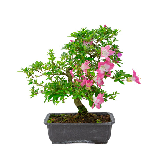Rhododendron indicum 'Rin' (azalée satsuki), hauteur ~44cm