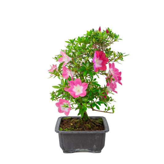 Rhododendron indicum 'Rin' (azalée satsuki), hauteur ~44cm