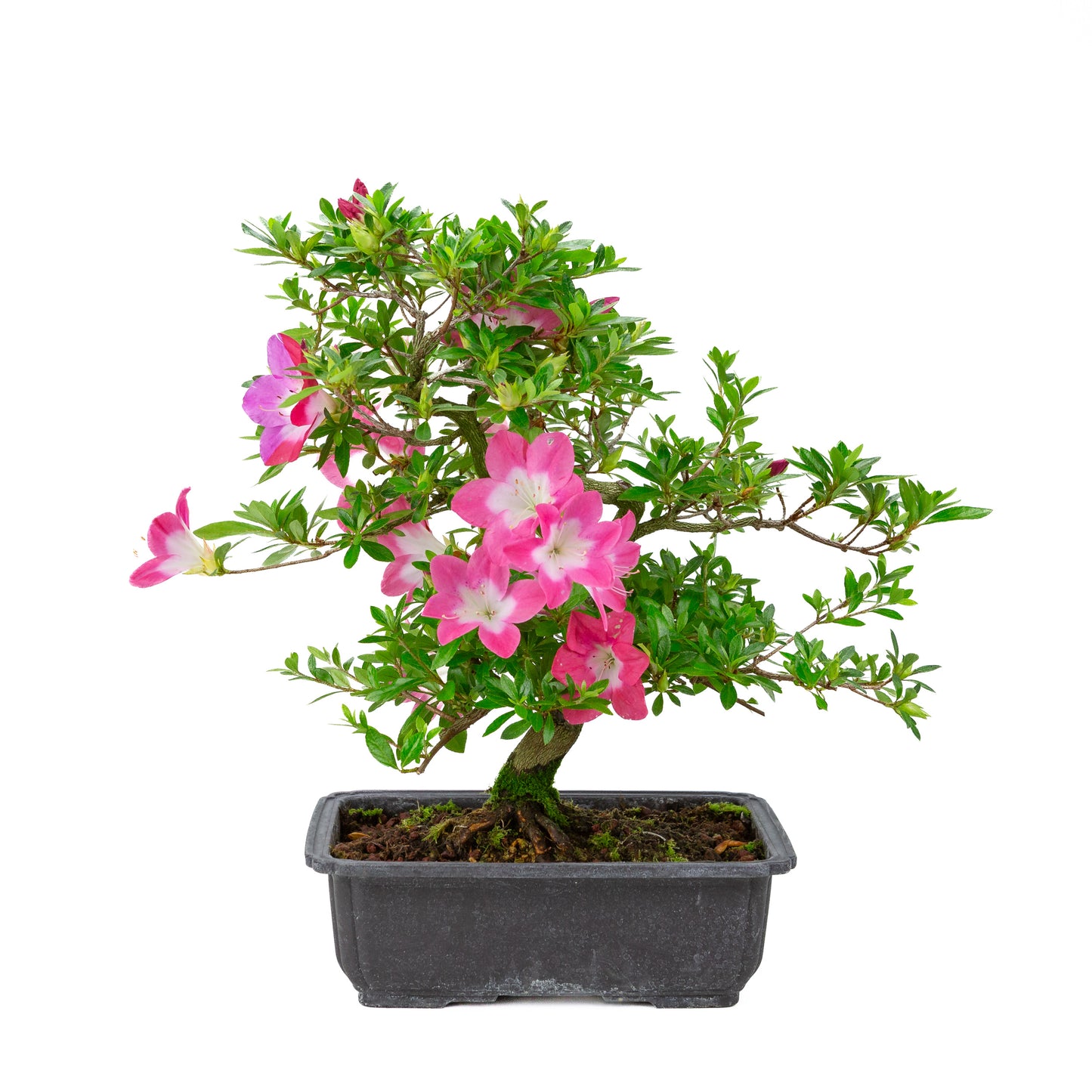 Rhododendron indicum 'Rin' (azalée satsuki), hauteur ~44cm