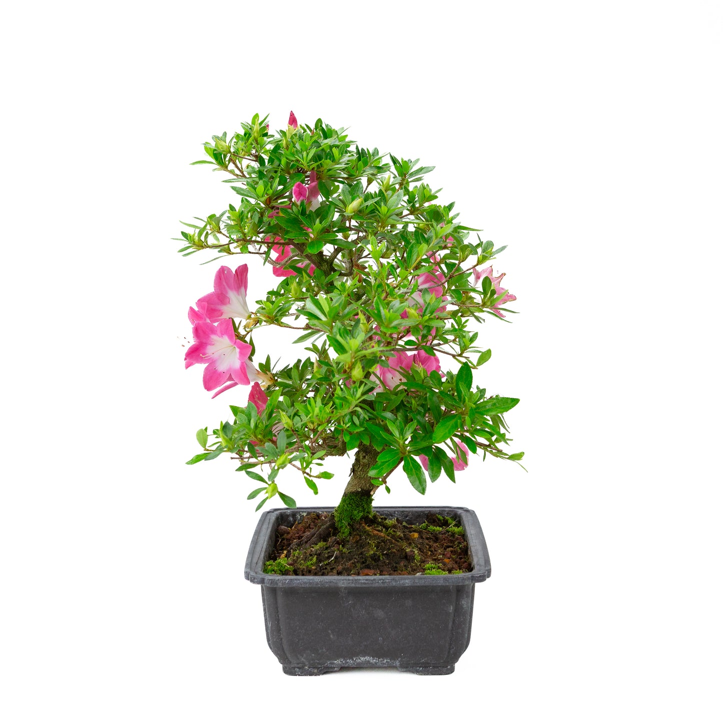 Rhododendron indicum 'Rin' (azalée satsuki), hauteur ~44cm