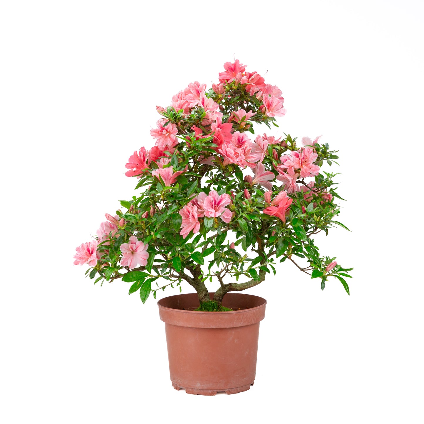 Rhododendron indicum 'Misato' (azalée satsuki), hauteur ~52cm