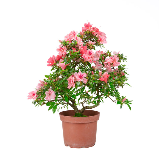 Rhododendron indicum 'Misato' (azalée satsuki), hauteur ~52cm