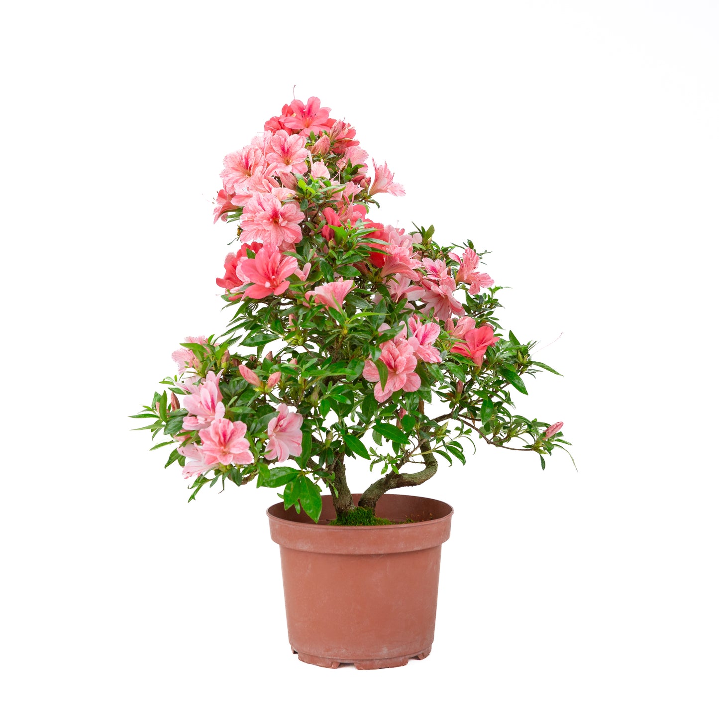 Rhododendron indicum 'Misato' (azalée satsuki), hauteur ~52cm