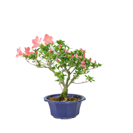 Rhododendron indicum 'Toki' (azalée satsuki), hauteur ~37cm