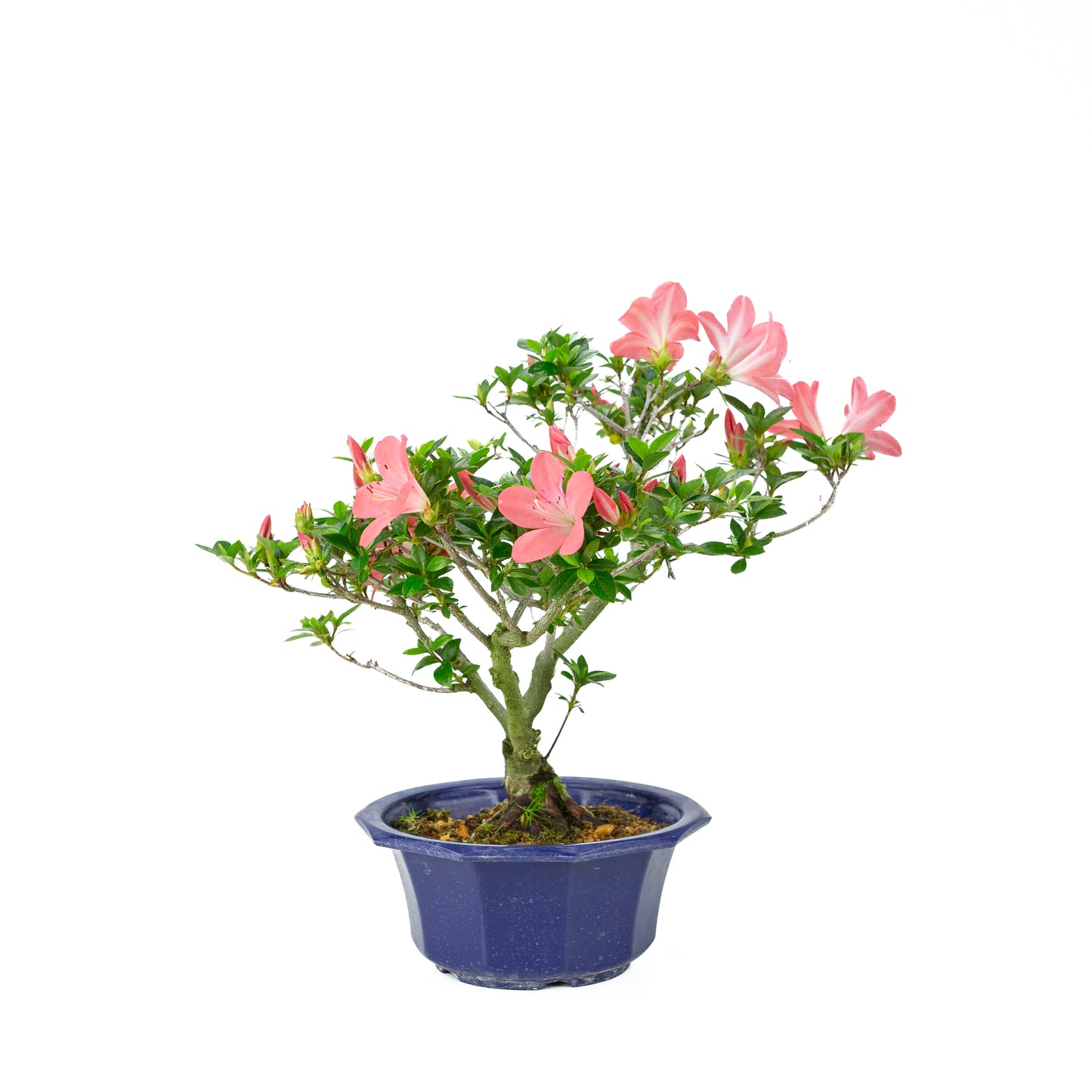 Rhododendron indicum 'Toki' (azalée satsuki), hauteur ~37cm