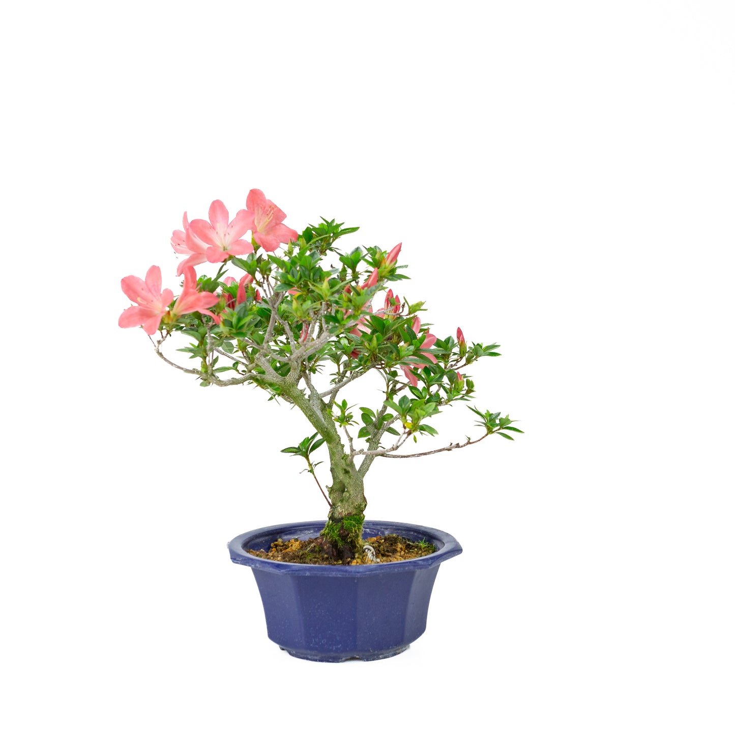 Rhododendron indicum 'Toki' (azalée satsuki), hauteur ~37cm