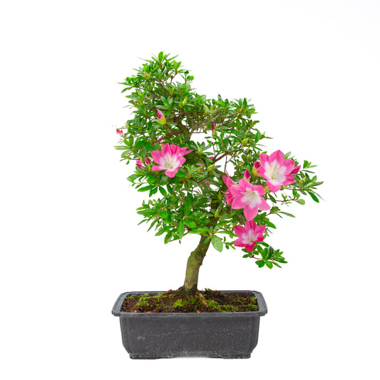 Rhododendron indicum 'Rin' (azalée satsuki), hauteur ~52cm