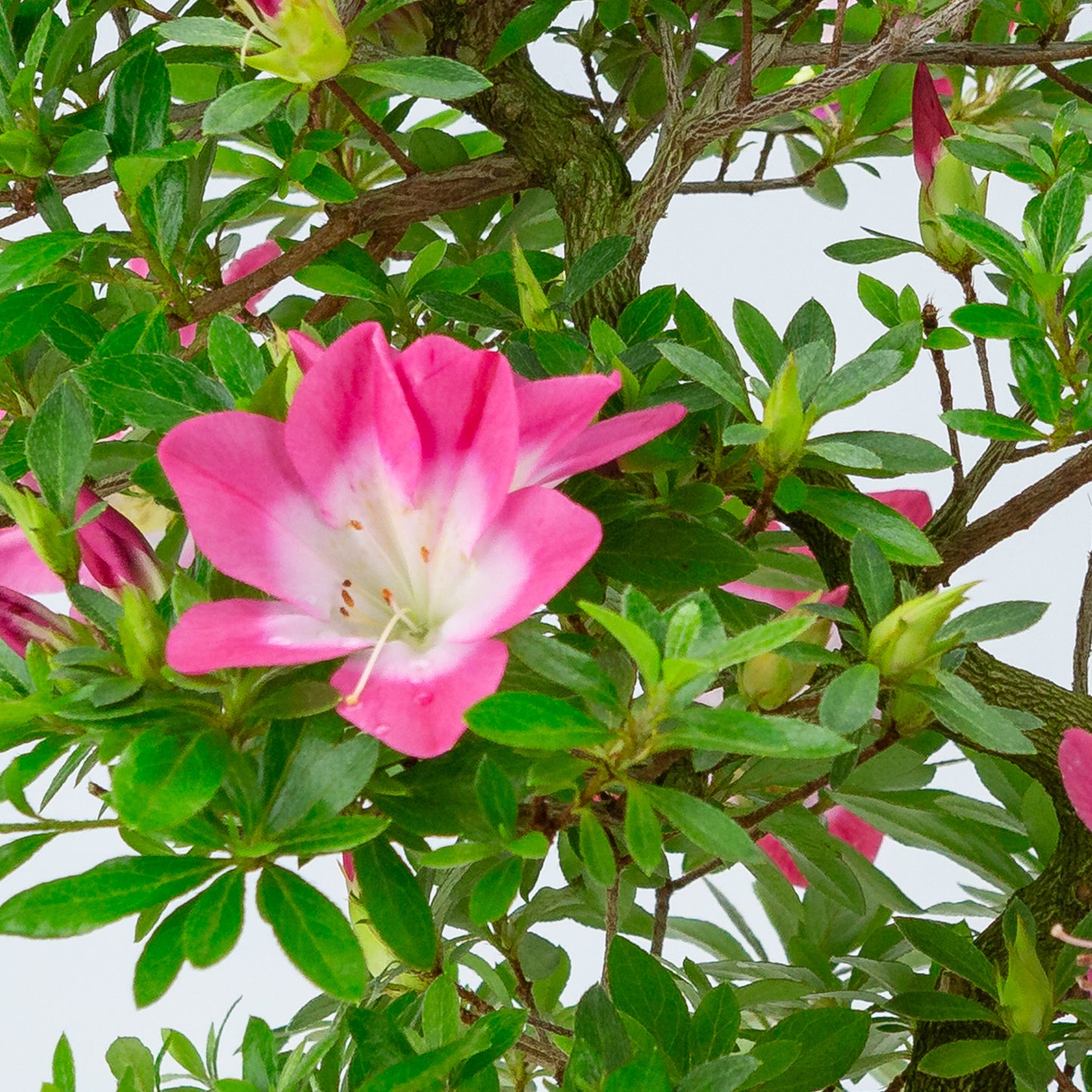 Rhododendron indicum 'Rin' (satsuki azalea), hoogte ~52cm