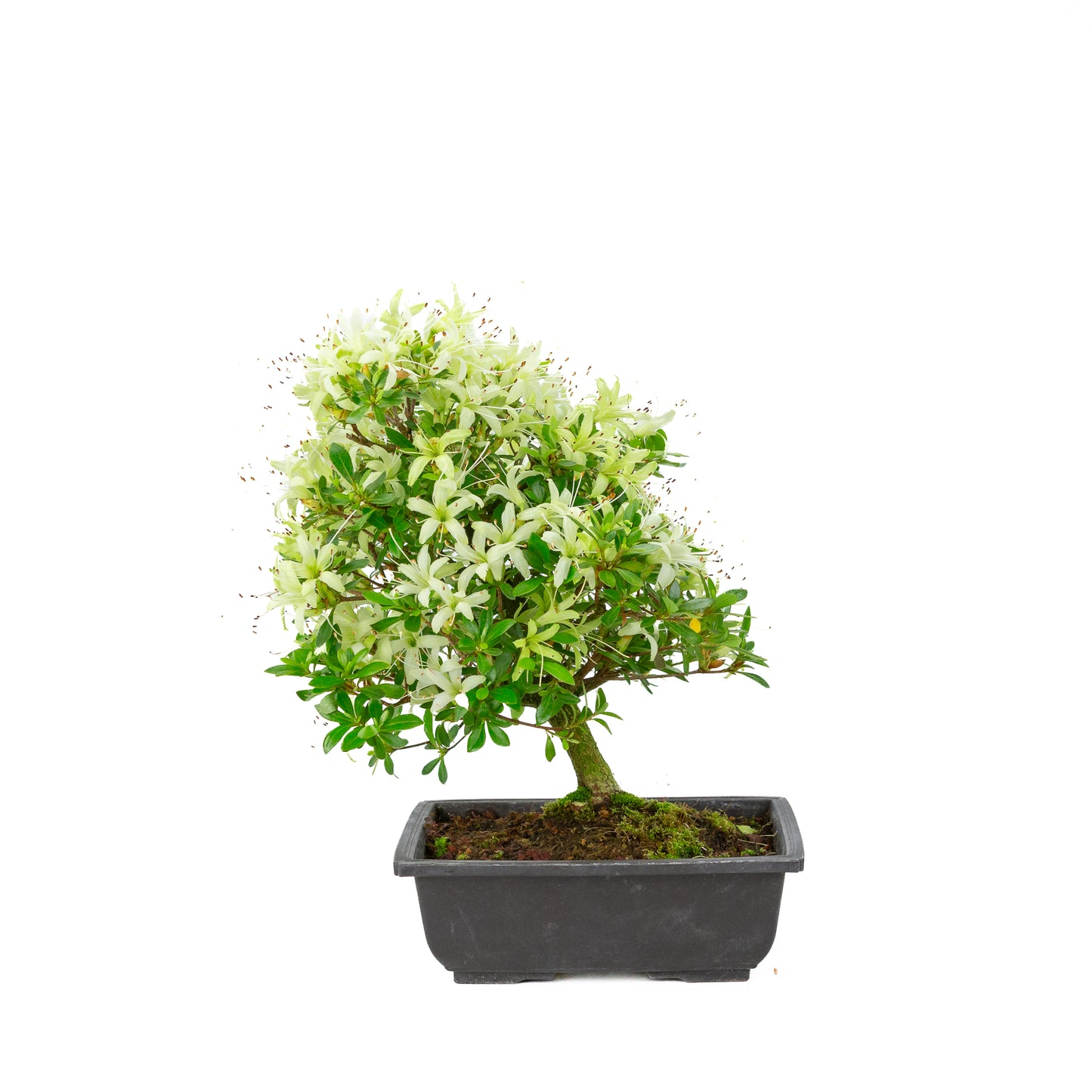 Rhododendron indicum 'Senbazuru' (azalée de Satsuki), hauteur ~37cm