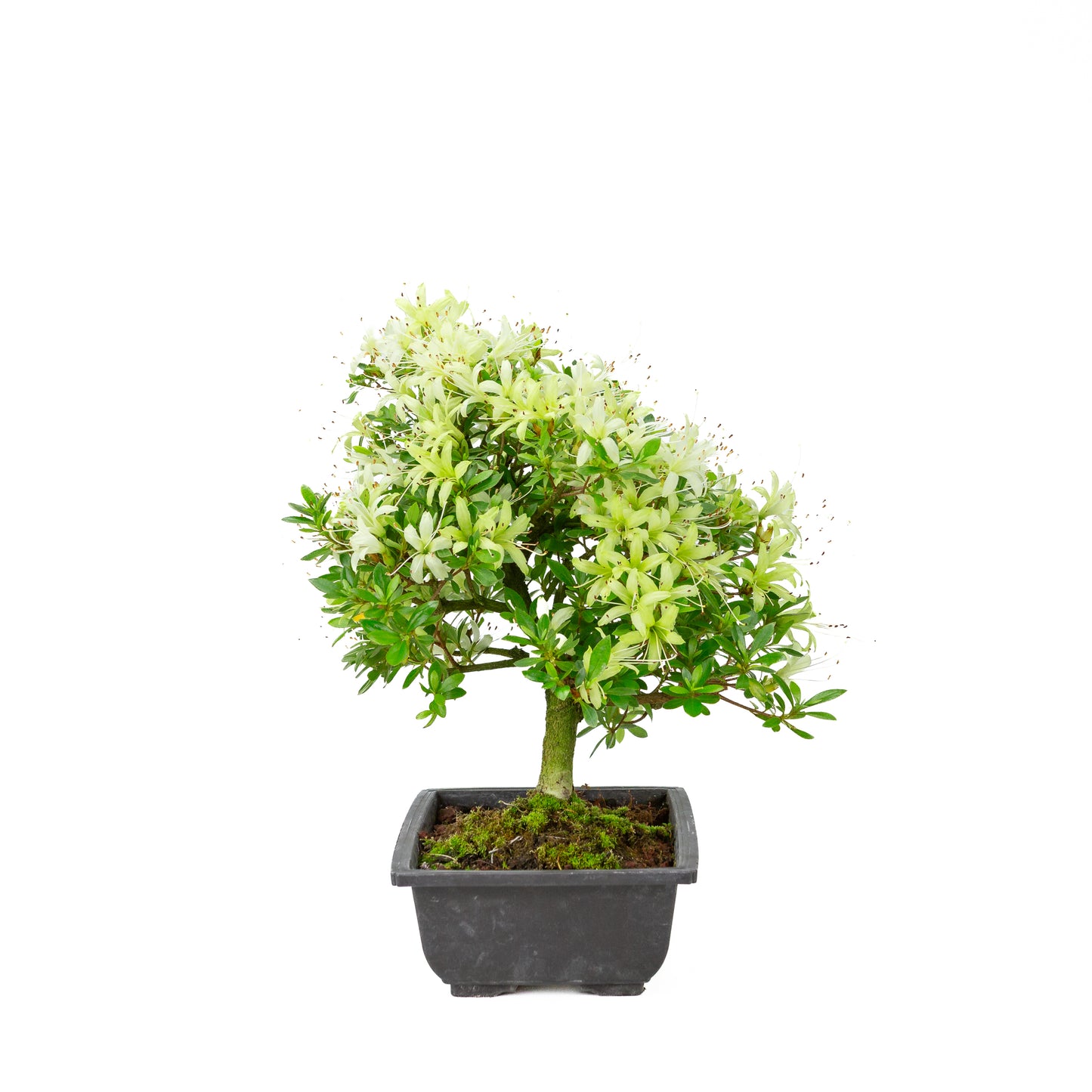 Rhododendron indicum 'Senbazuru' (azalée de Satsuki), hauteur ~37cm