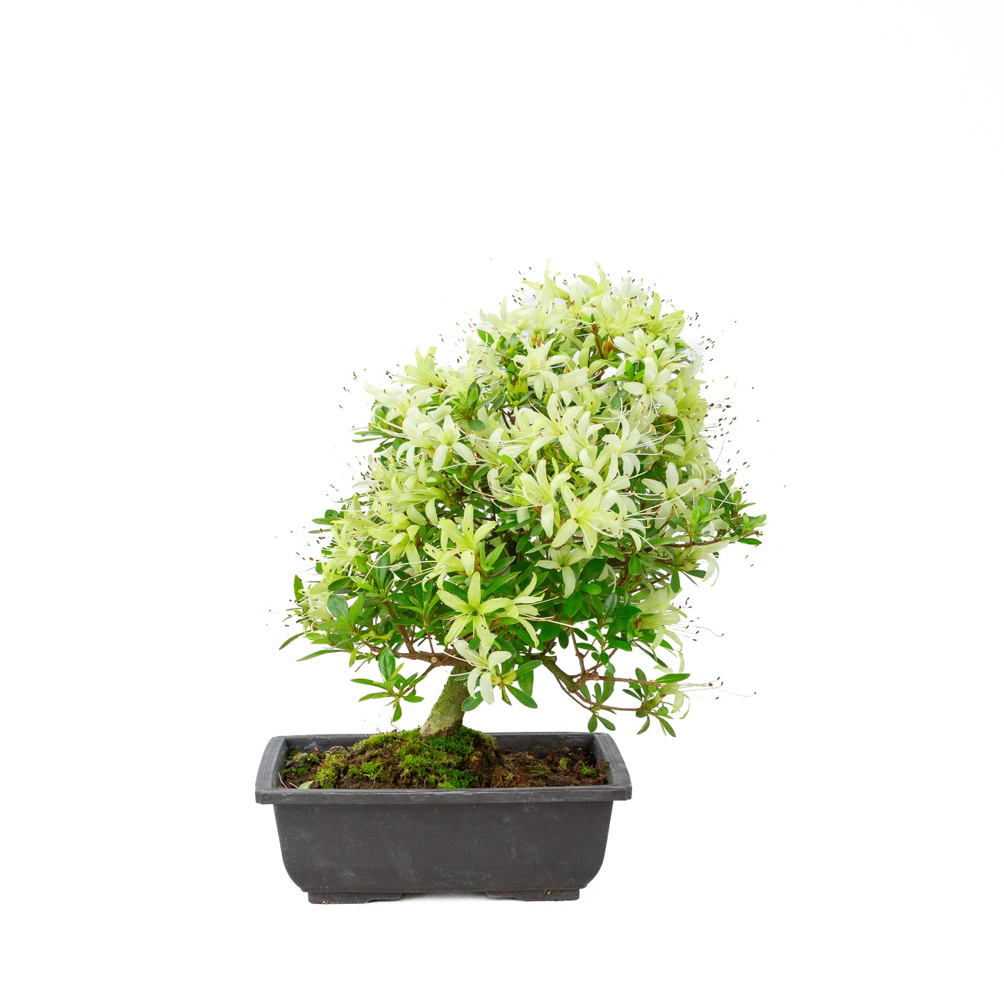Rhododendron indicum 'Senbazuru' (azalée de Satsuki), hauteur ~37cm