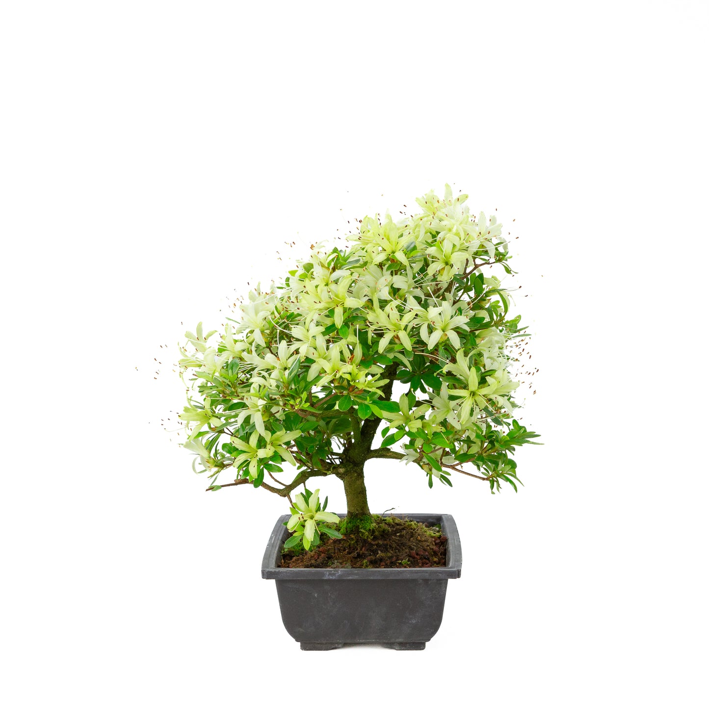 Rhododendron indicum 'Senbazuru' (azalée de Satsuki), hauteur ~37cm