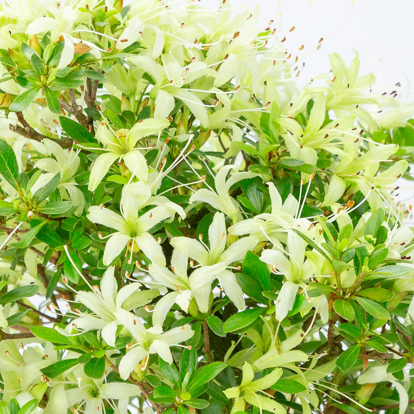 Rhododendron indicum 'Senbazuru' (azalée de Satsuki), hauteur ~37cm