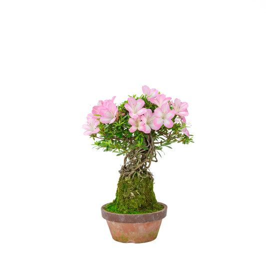 Rhododendron indicum 'Sakura Hime' (azalée satsuki), hauteur ~32cm