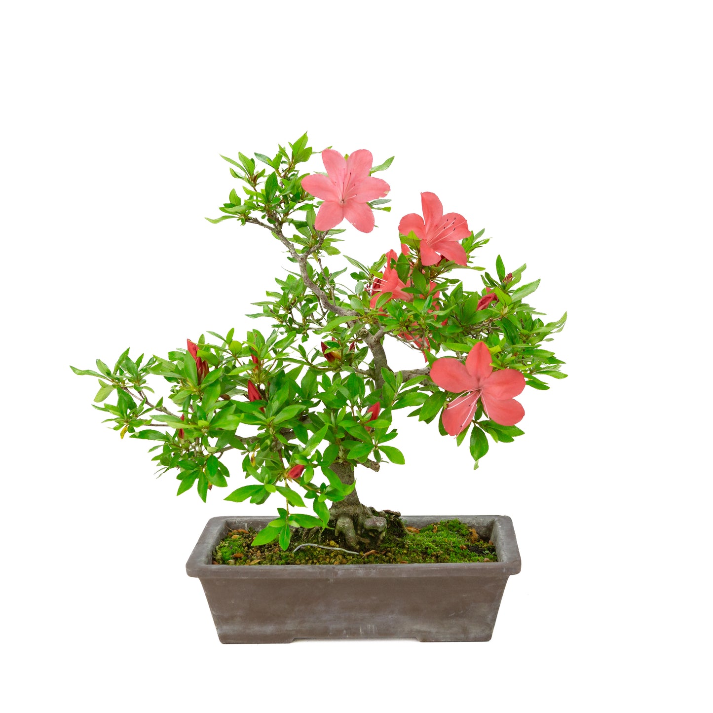 Rhododendron indicum (azalée satsuki), hauteur ~40cm