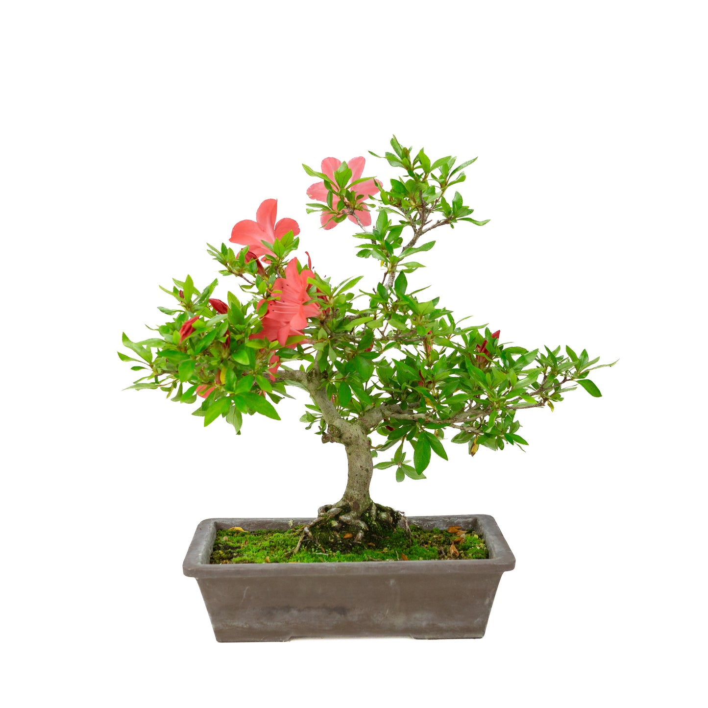 Rhododendron indicum (azalée satsuki), hauteur ~40cm
